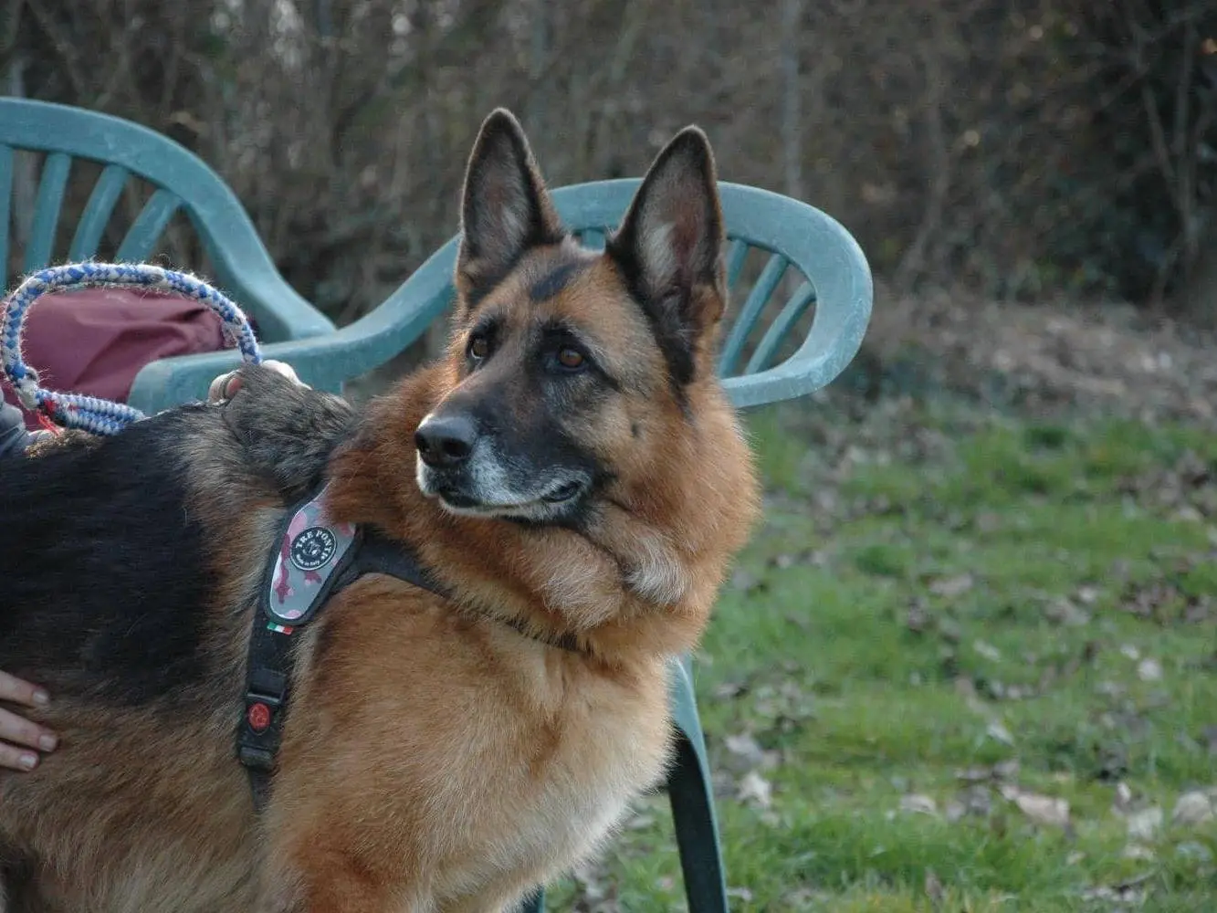 Adotta un cane, taglia media, femmina, Modena