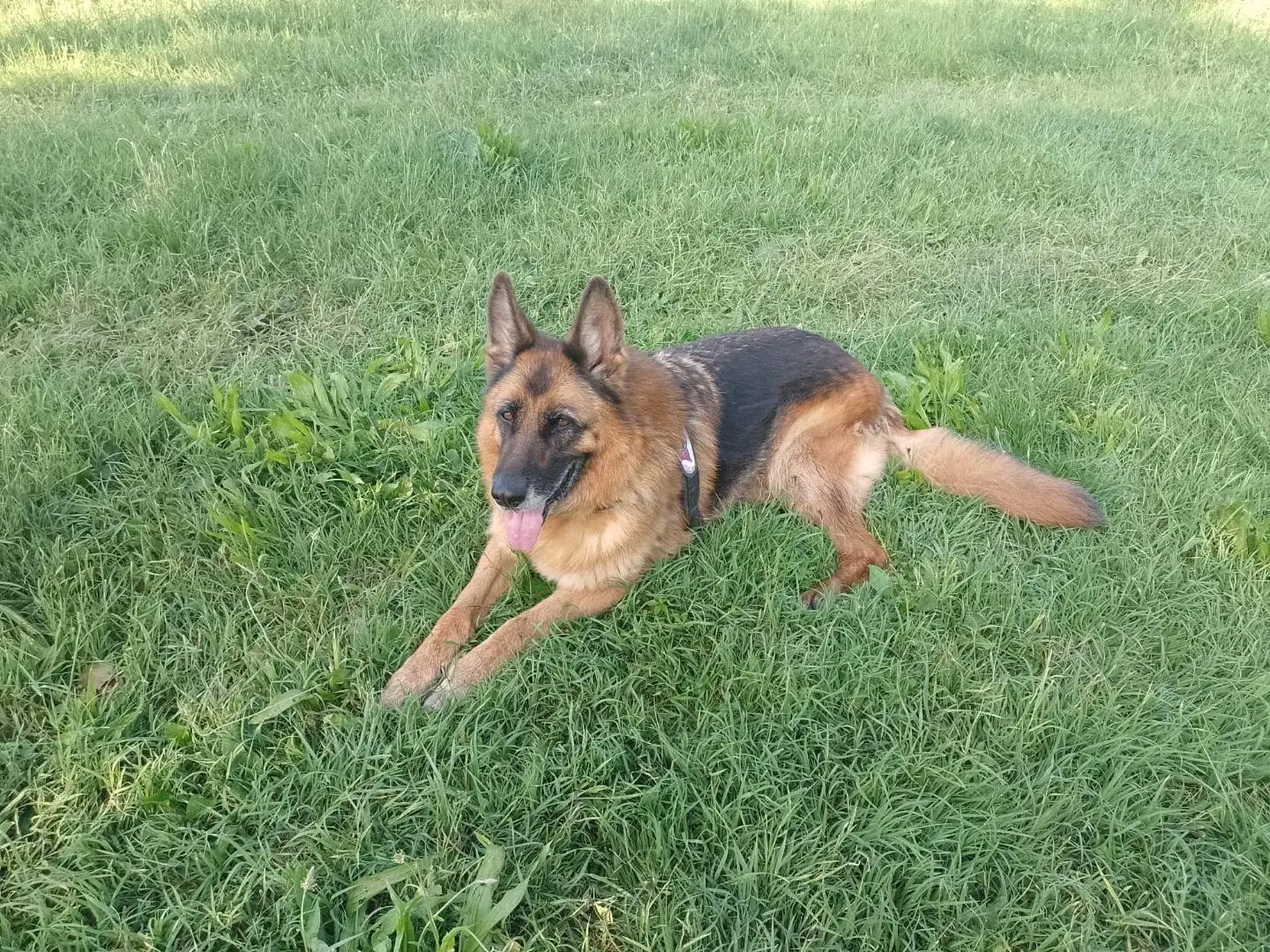 Adotta il cane ZELDA a Modena