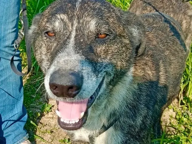 Adotta un cane, maschio, 5 anni e 7 mesi, Milano