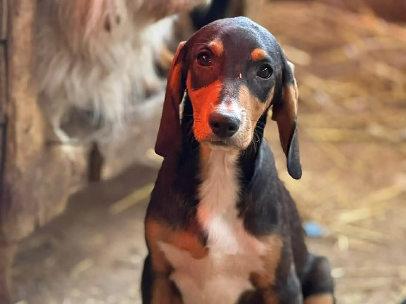 Adotta il cane BRUNO e ZIZI a Firenze