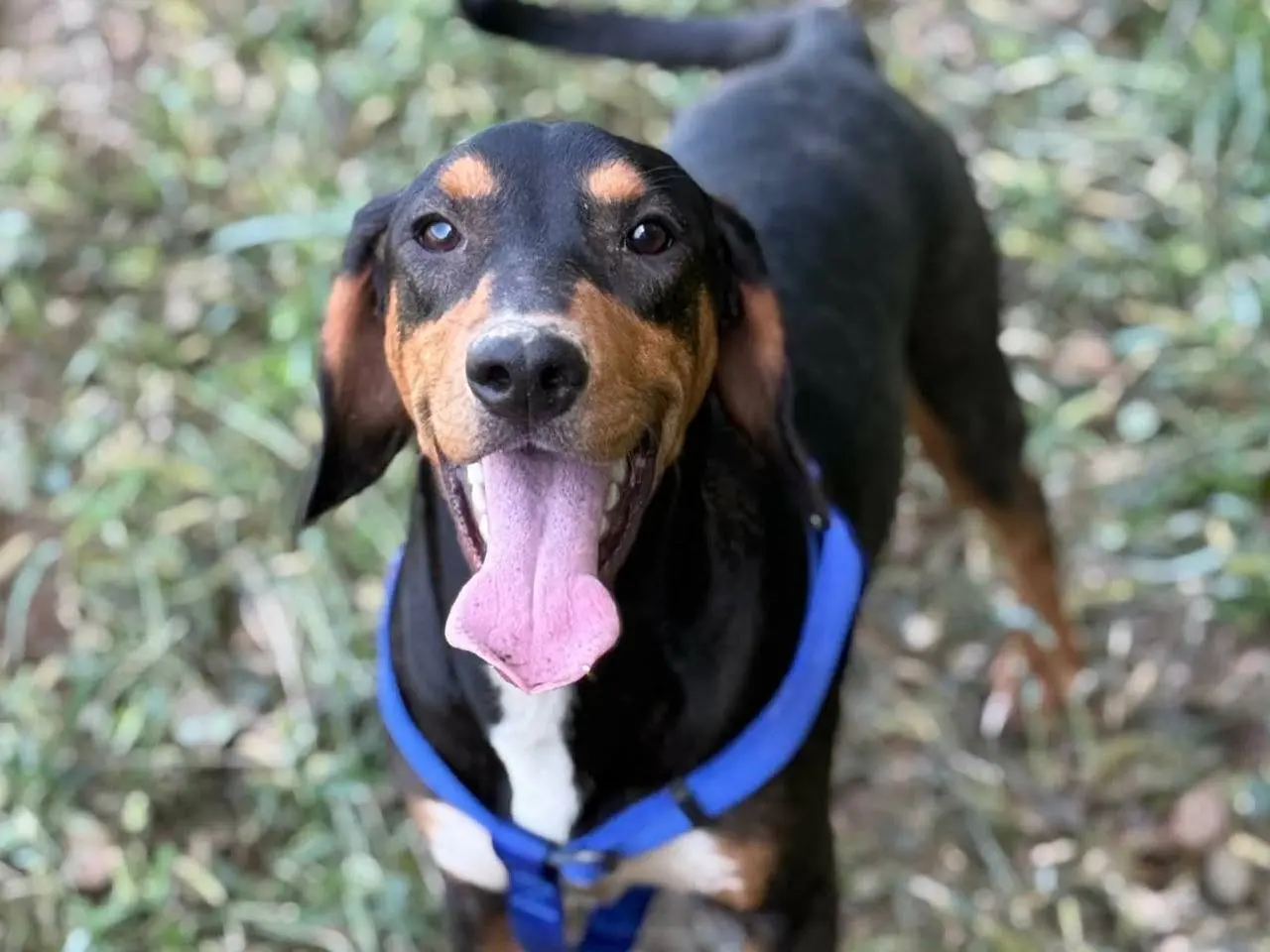 Adozione cane, maschio, Razza sconosciuta Razza sconosciuta, 8 mesi, taglia media, Firenze