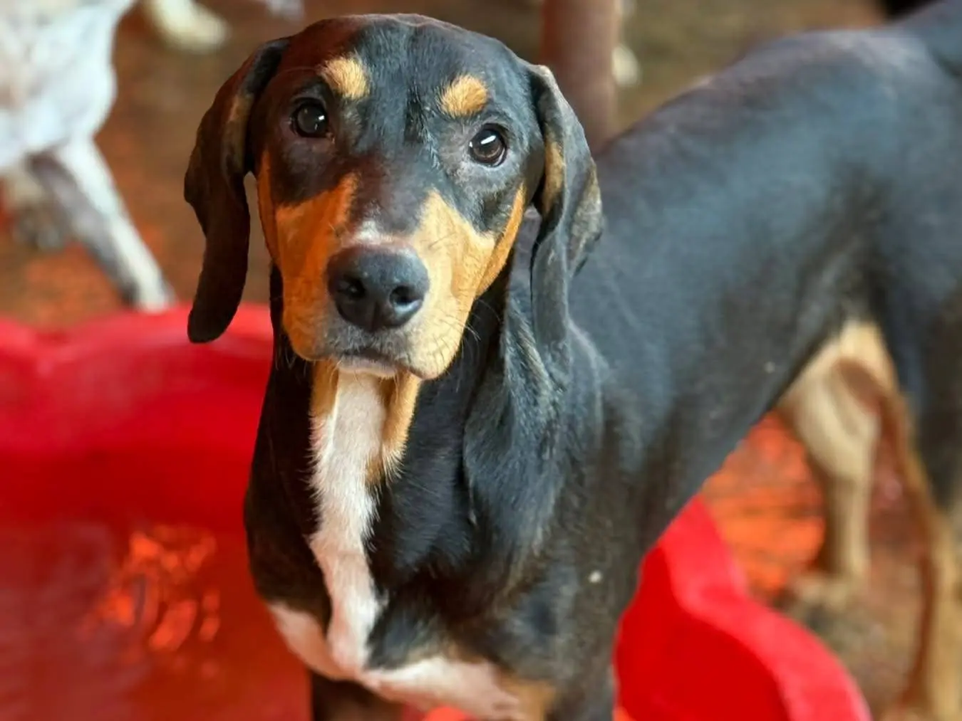Adotta un cane, taglia media, maschio, Firenze