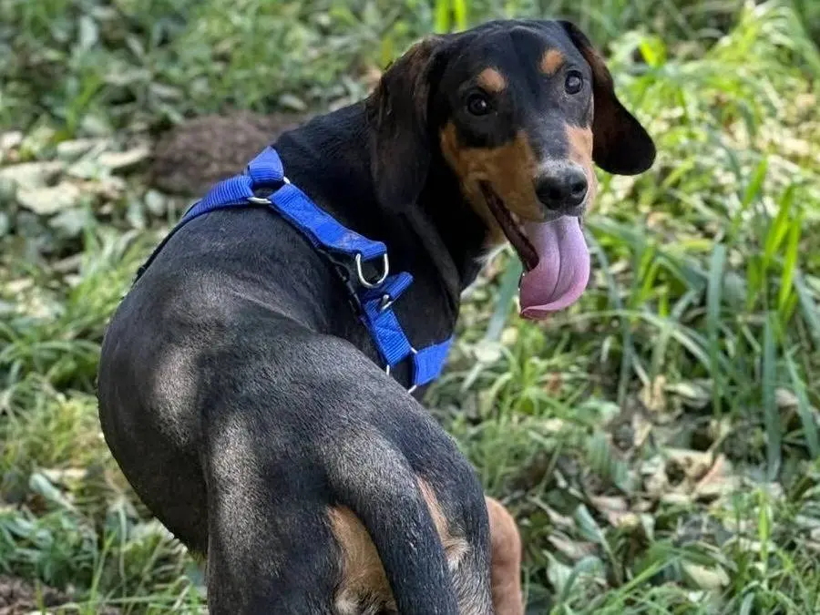 Adotta un cane, maschio, 8 mesi, Firenze
