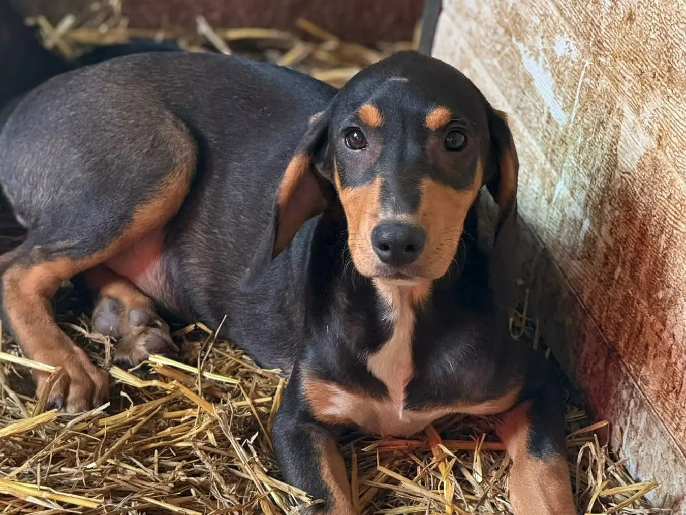 Vuoi adottare un cane a Firenze?