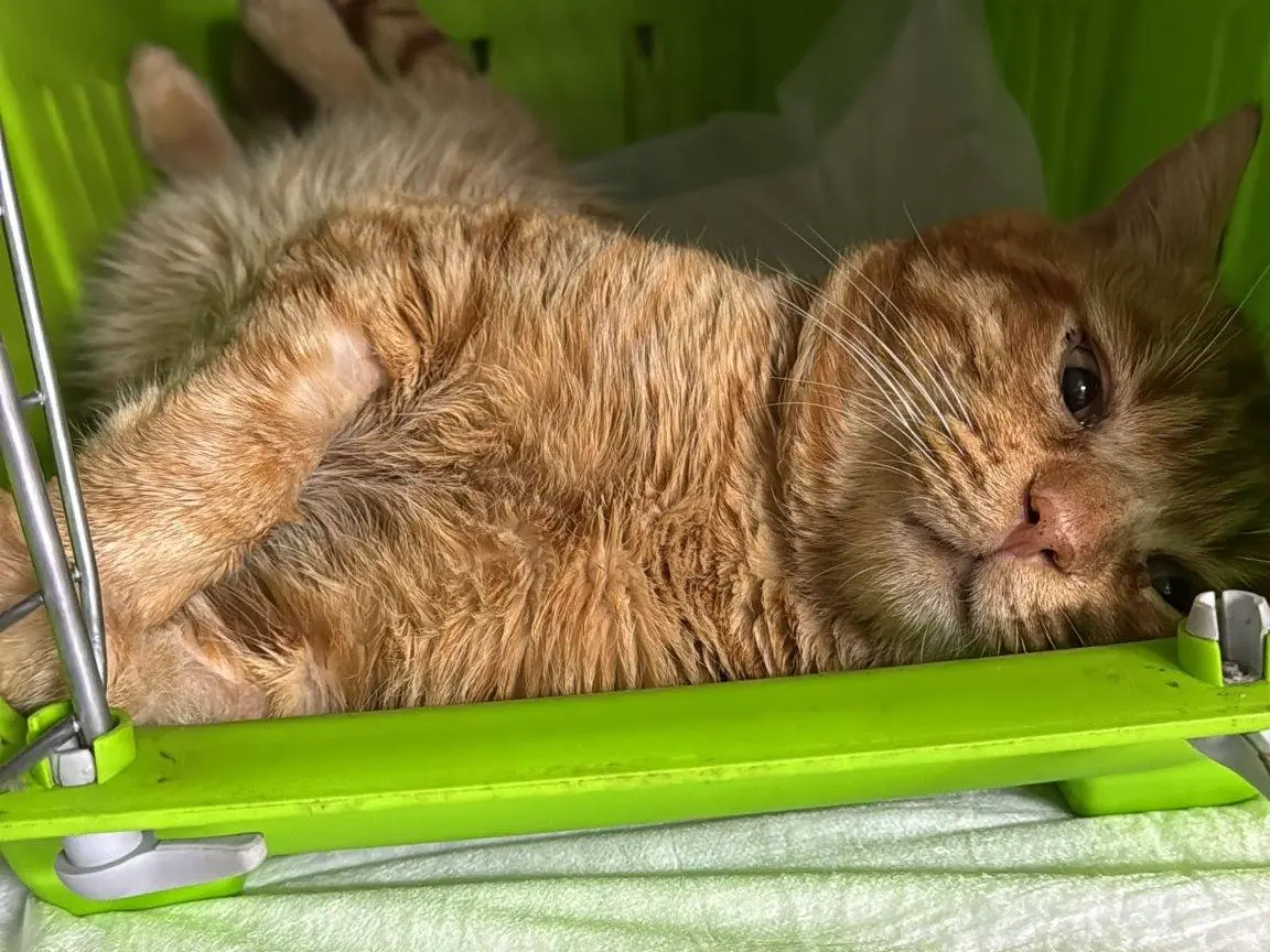 Adotta un gatto, maschio, 3 anni e 7 mesi, Napoli