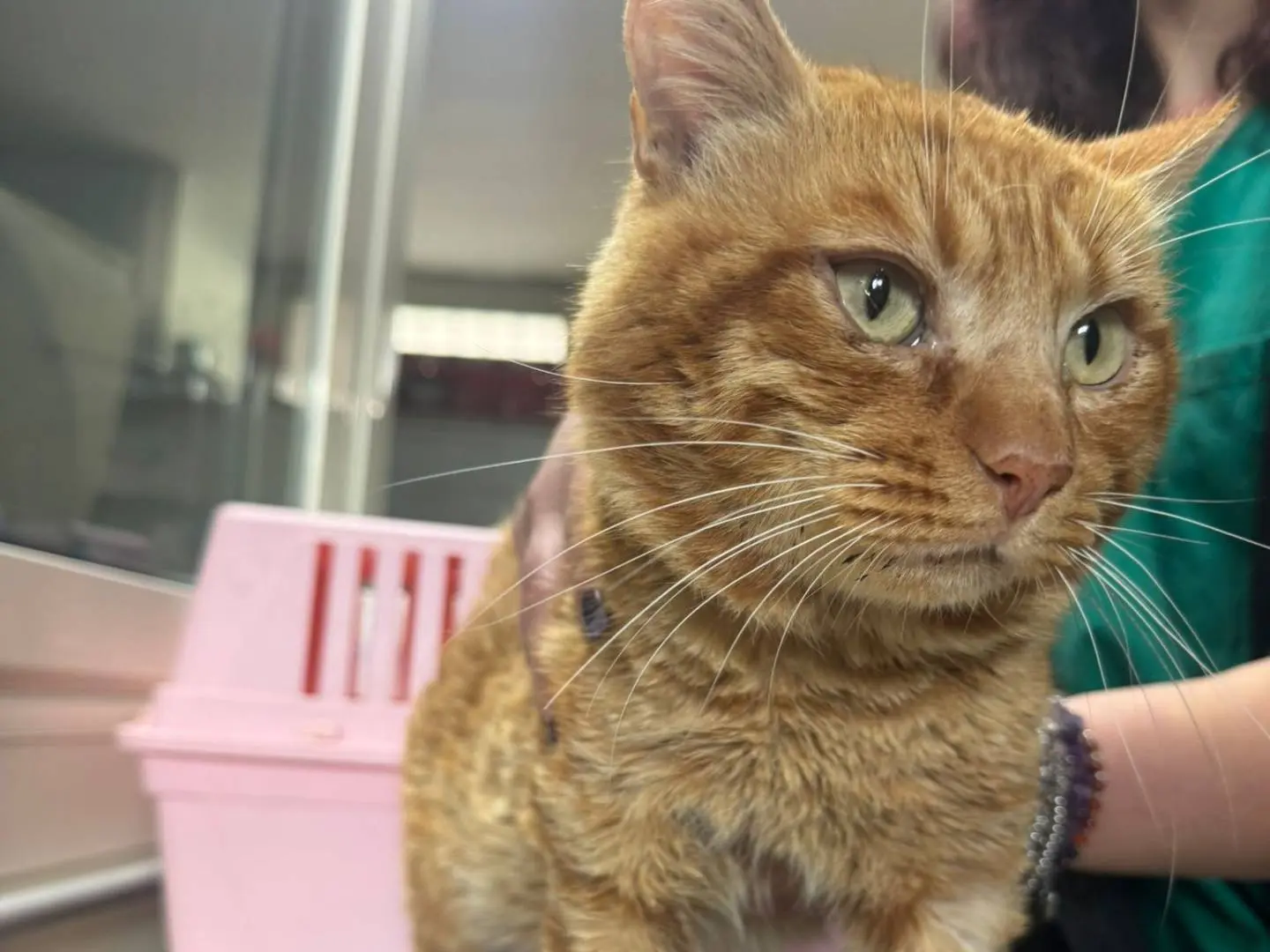 Adozione gatto, maschio, Razza sconosciuta Razza sconosciuta, 3 anni e 7 mesi, taglia non valida, Napoli