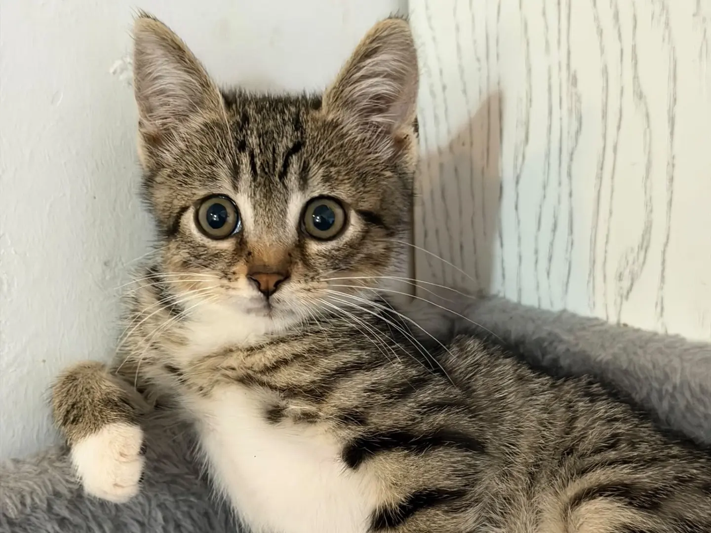 Adotta un gatto, maschio, 2 mesi, Latina
