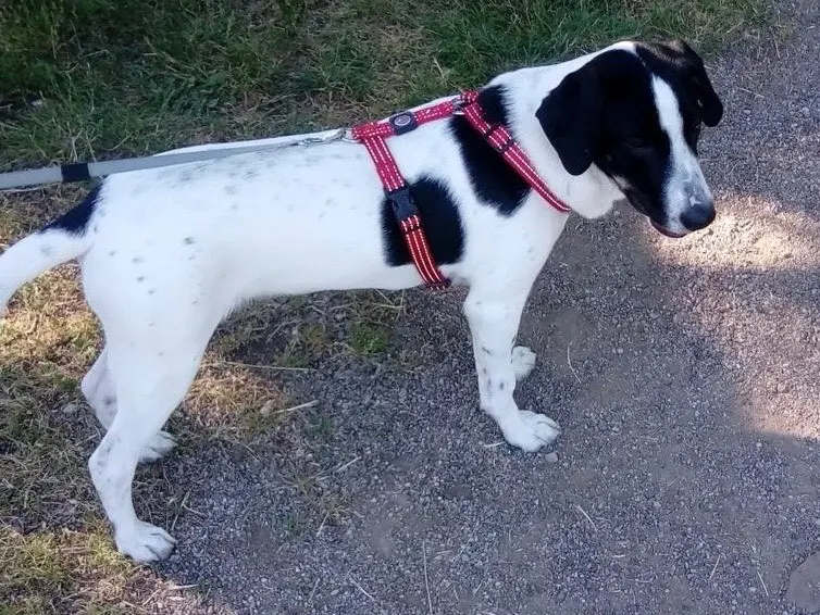Adotta un cane, maschio, 4 anni e 11 mesi, Milano