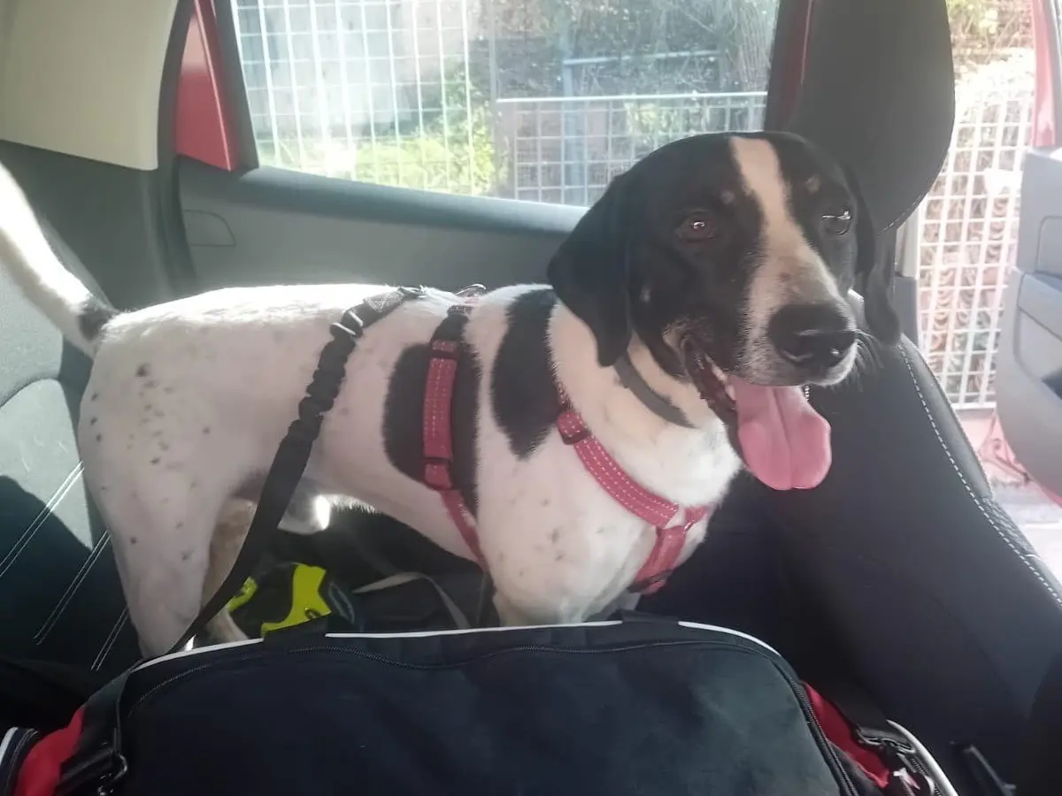Adotta un cane, taglia media contenuta, maschio, Milano