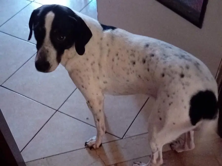 Adozione cane, maschio, Razza sconosciuta Razza sconosciuta, 4 anni e 11 mesi, taglia media contenuta, Milano