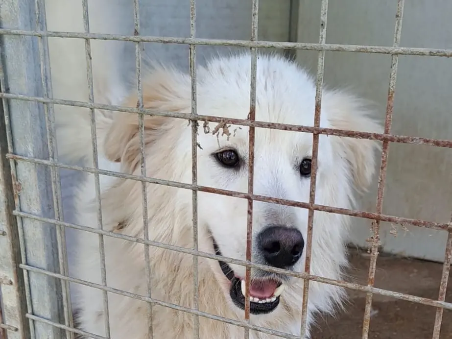 Adotta un cane, taglia grande, maschio, Vibo