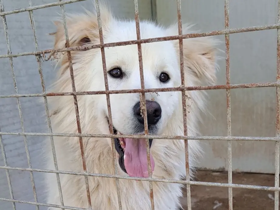 Adozione cane, maschio, Razza sconosciuta Razza sconosciuta, 3 anni e 5 mesi, taglia grande, Vibo