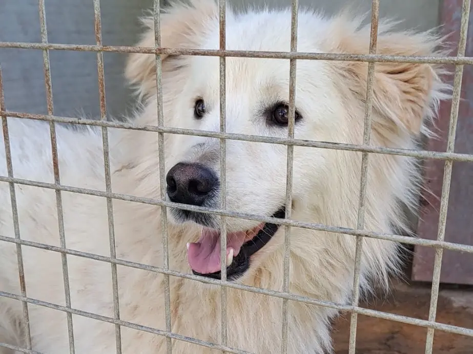 Adotta un cane, maschio, 3 anni e 5 mesi, Vibo