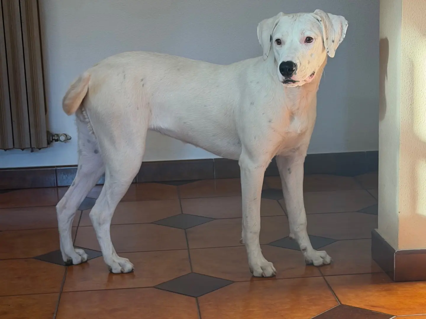 Vuoi adottare un cane a Salerno?