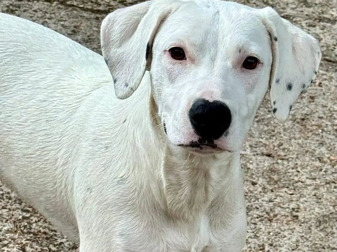 Adotta un cane, taglia media, femmina, Salerno
