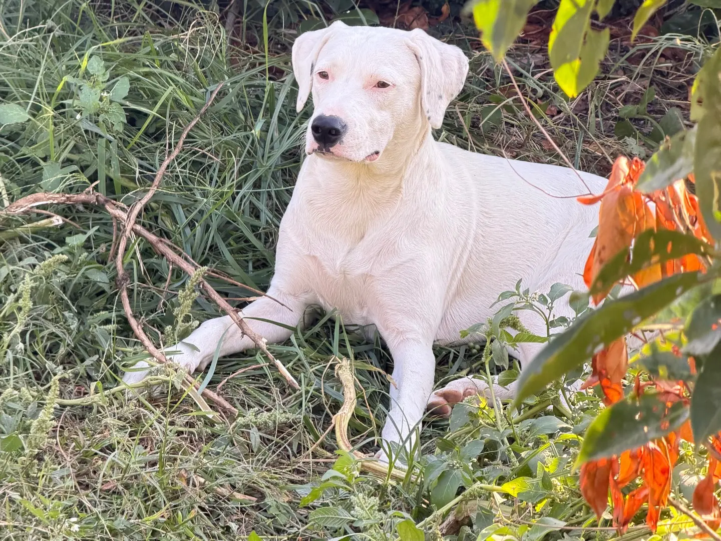 Adotta un cane, femmina, 8 mesi, Salerno