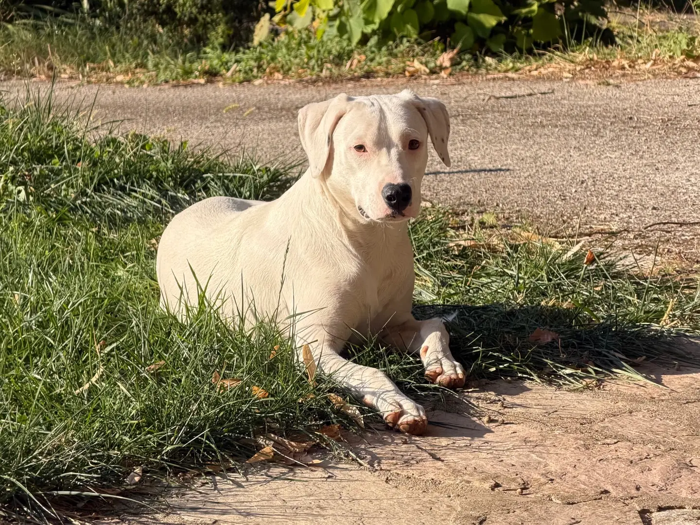 Adozione cane, femmina, Razza sconosciuta Razza sconosciuta, 8 mesi, taglia media, Salerno