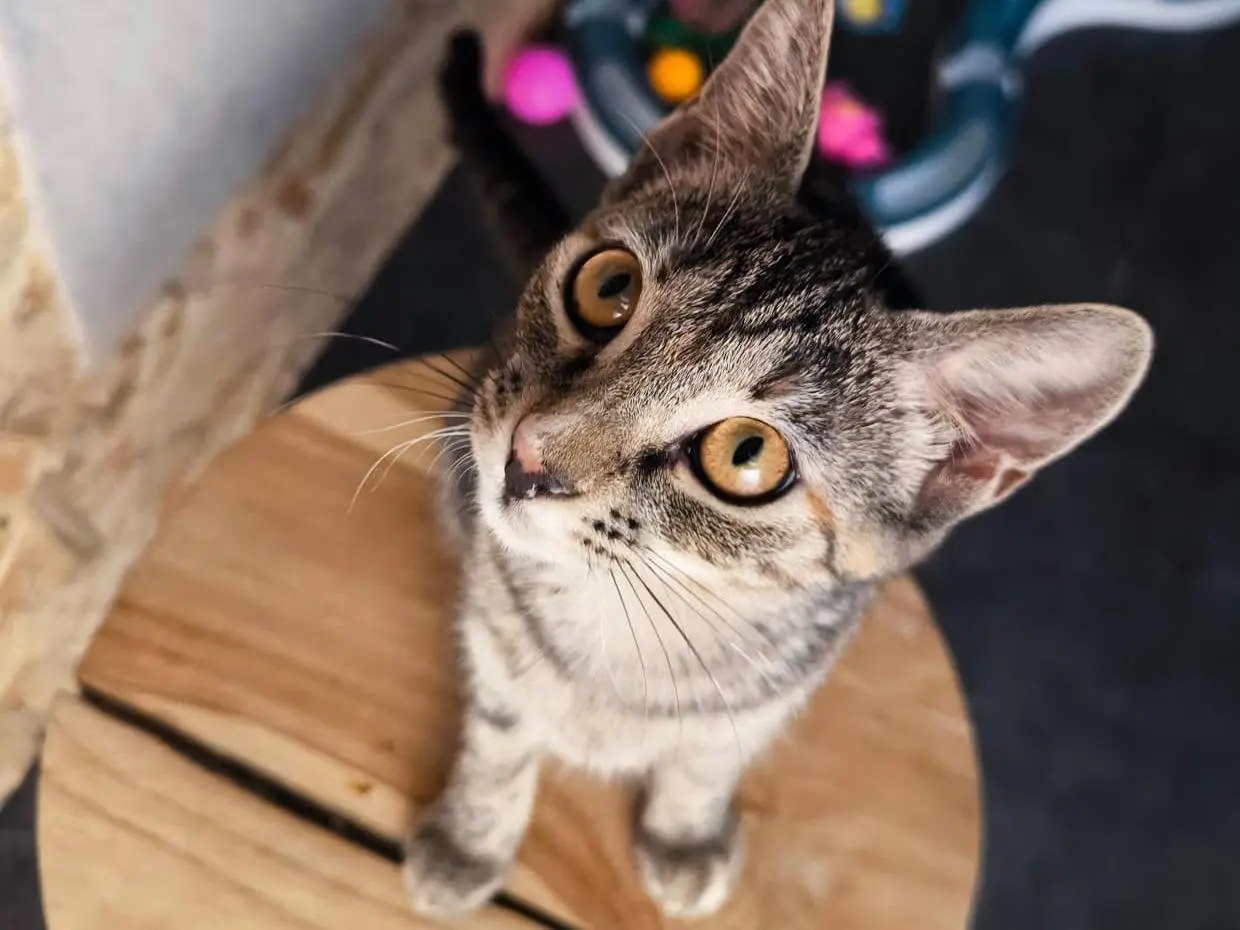 Adozione gatto, femmina, Razza sconosciuta Razza sconosciuta, 6 mesi, taglia non valida, Bari