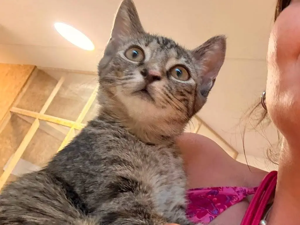 Adotta un gatto, femmina, 6 mesi, Bari