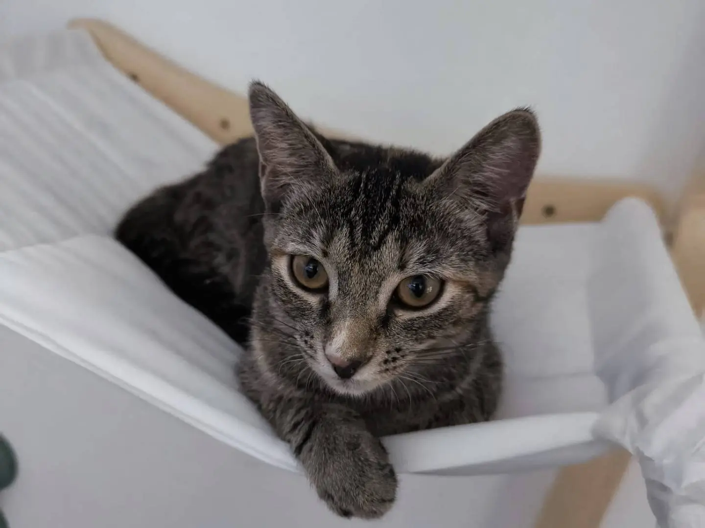 Adotta il gatto Ursula a Bari