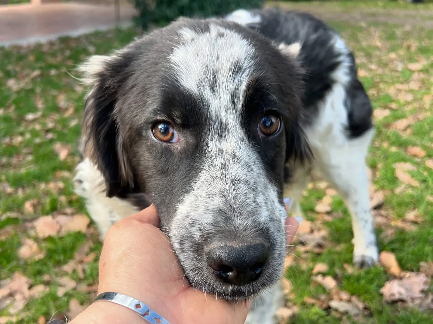 Adozione cane, maschio, Border Collie Razza sconosciuta, 2 anni e 2 mesi, taglia piccola, Roma
