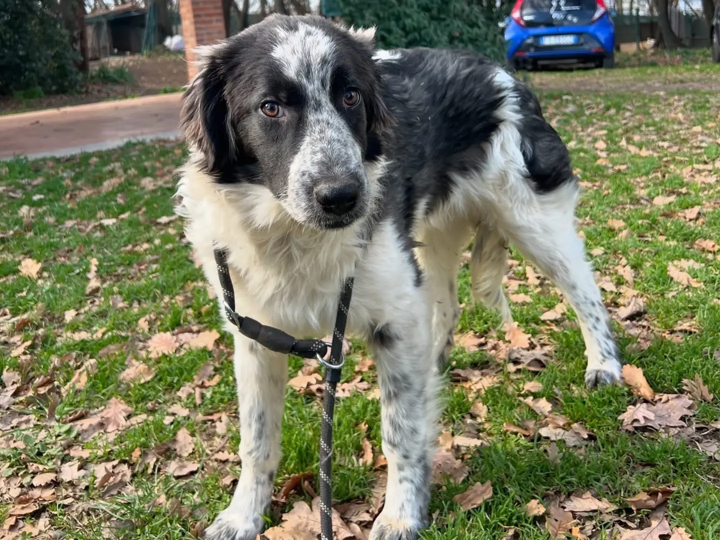 Adotta un cane, maschio, 2 anni e 2 mesi, Roma