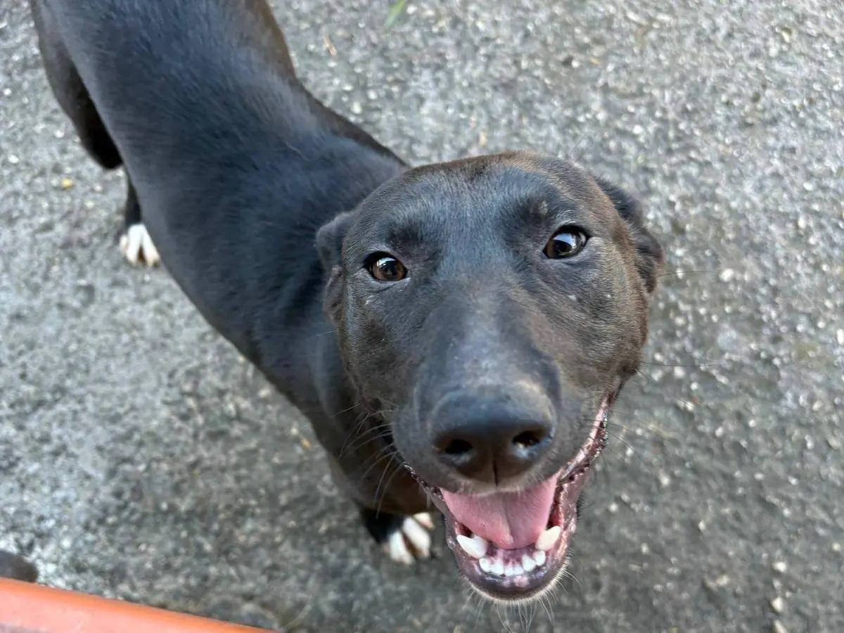 Adotta un cane, femmina, 7 mesi, Frosinone