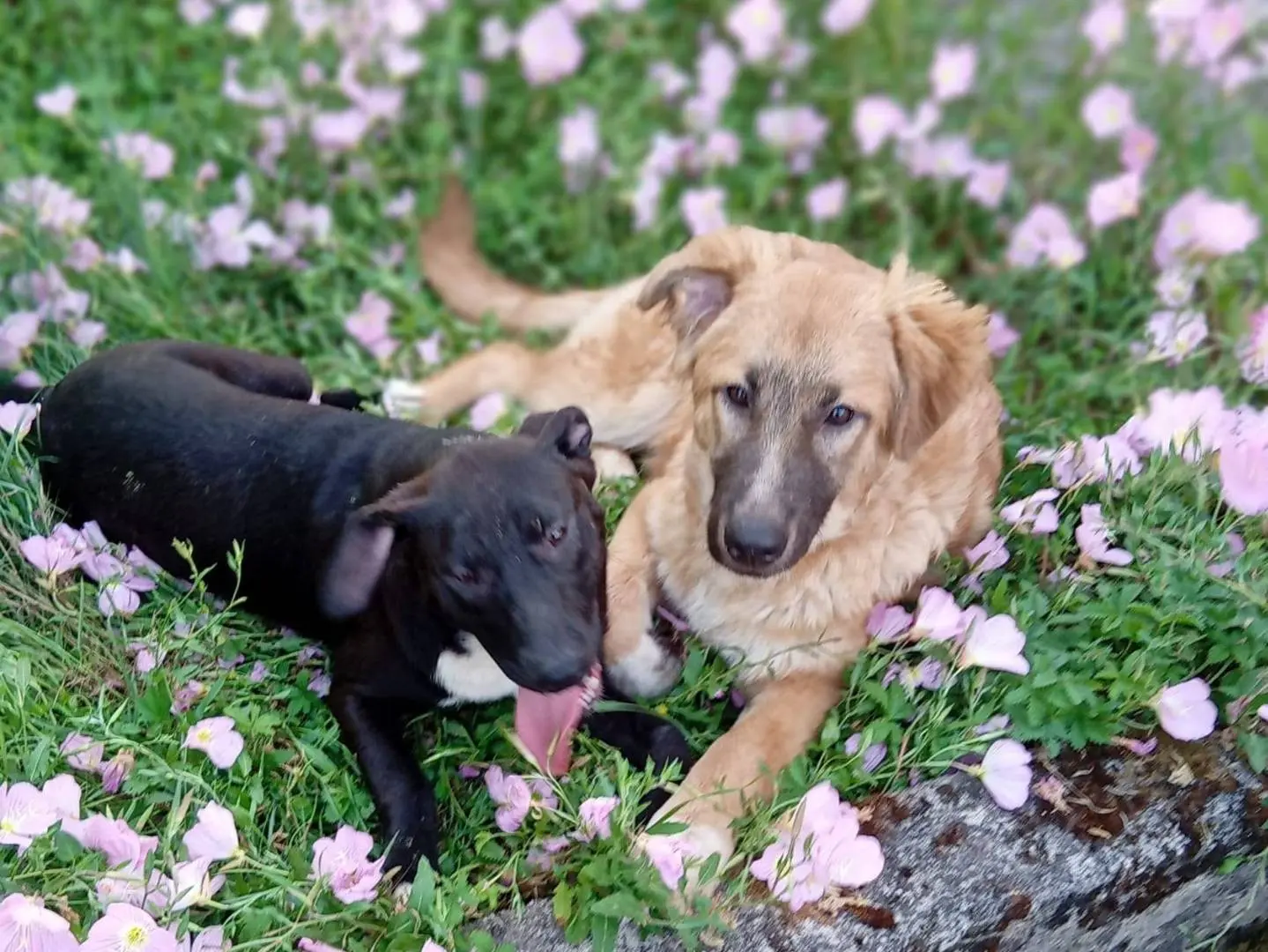 Vuoi adottare un cane a Frosinone?