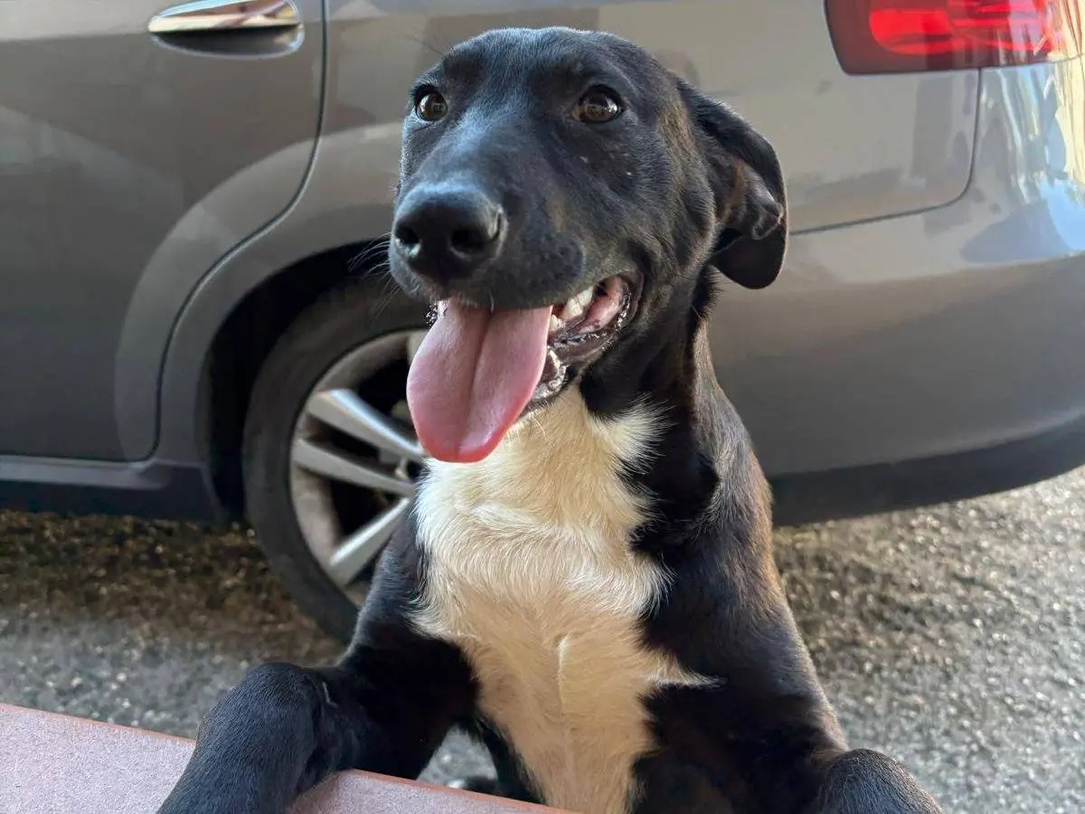 Adotta un cane, taglia media, femmina, Frosinone