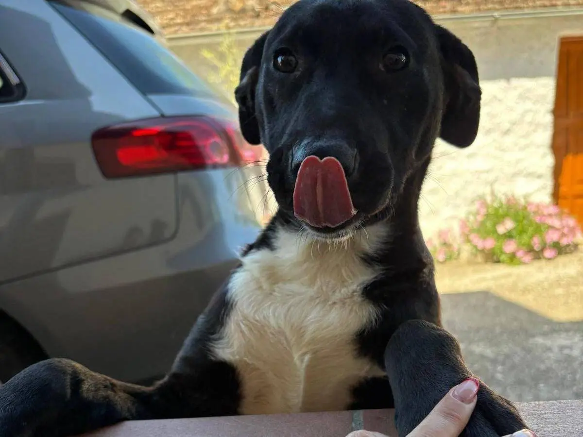 Adozione cane, femmina, Razza sconosciuta Razza sconosciuta, 7 mesi, taglia media, Frosinone