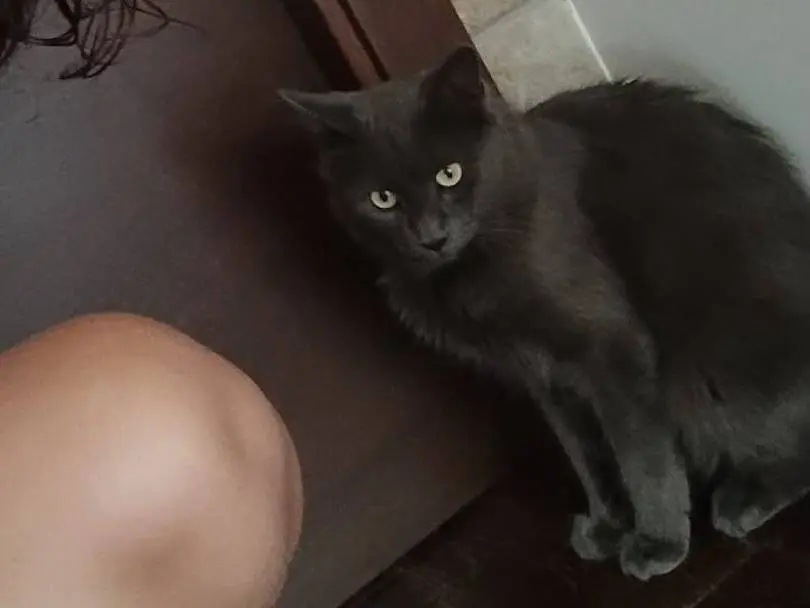 Adozione gatto, maschio, Korat Razza sconosciuta, 11 mesi, taglia non valida, Bari