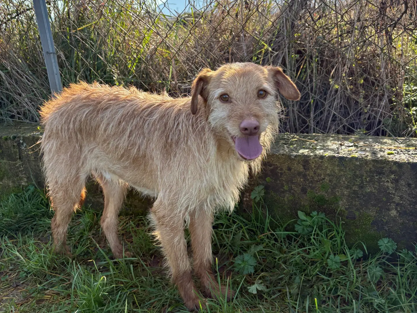 Adotta un cane, taglia piccola, maschio, Frosinone