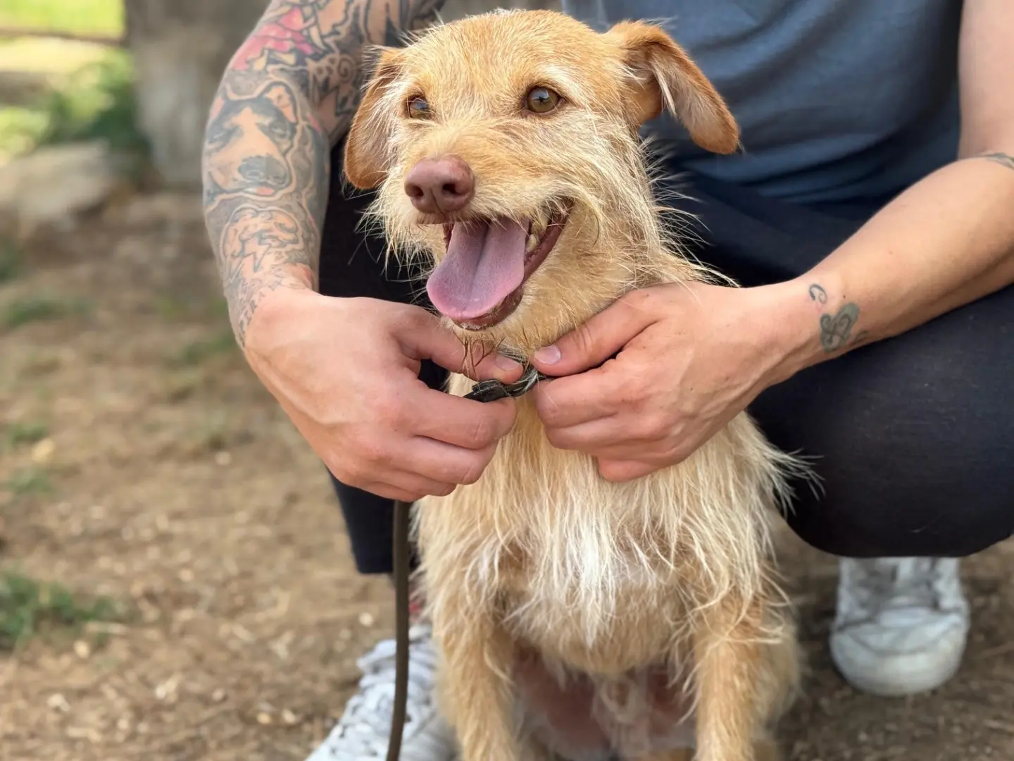 Adozione cane, maschio, Spinone Razza sconosciuta, 3 anni e 1 mese, taglia piccola, Frosinone