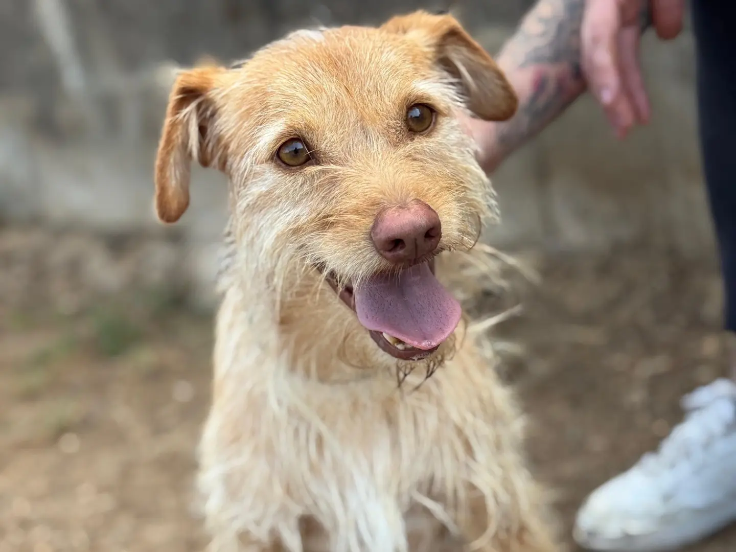 Vuoi adottare un cane a Frosinone?