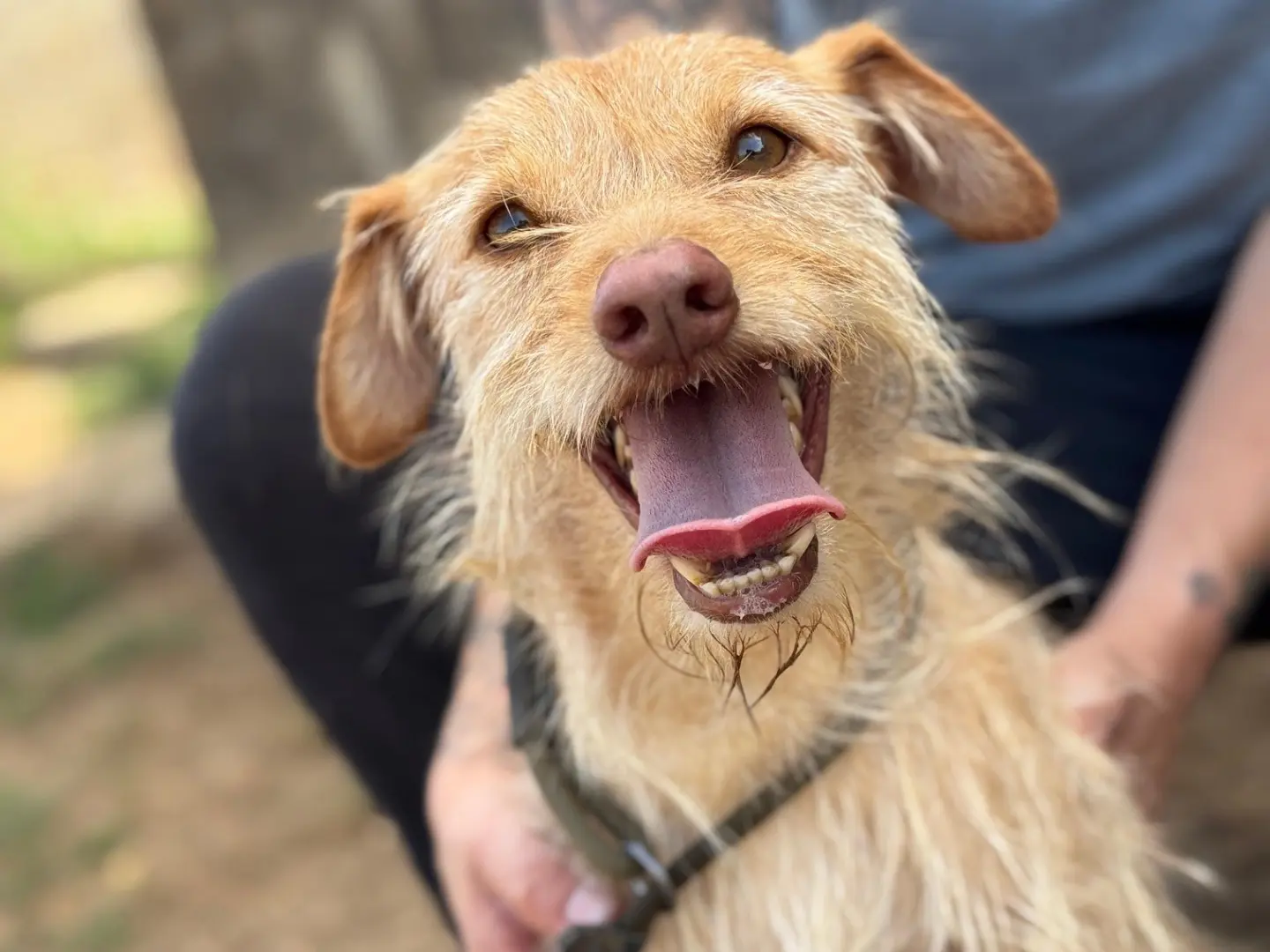 Adotta un cane, maschio, 3 anni e 1 mese, Frosinone