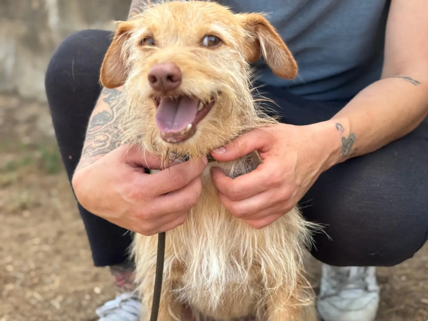 Adotta il cane Gin a Frosinone