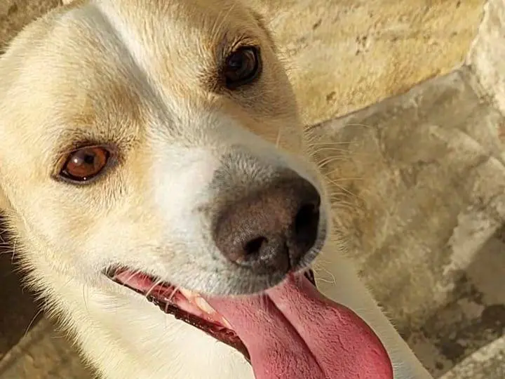 Adotta un cane, maschio, 2 anni e 7 mesi, Bari