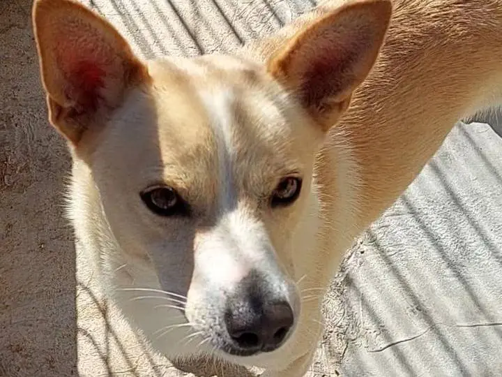 Adozione cane, maschio, Razza sconosciuta Razza sconosciuta, 2 anni e 7 mesi, taglia piccola, Bari