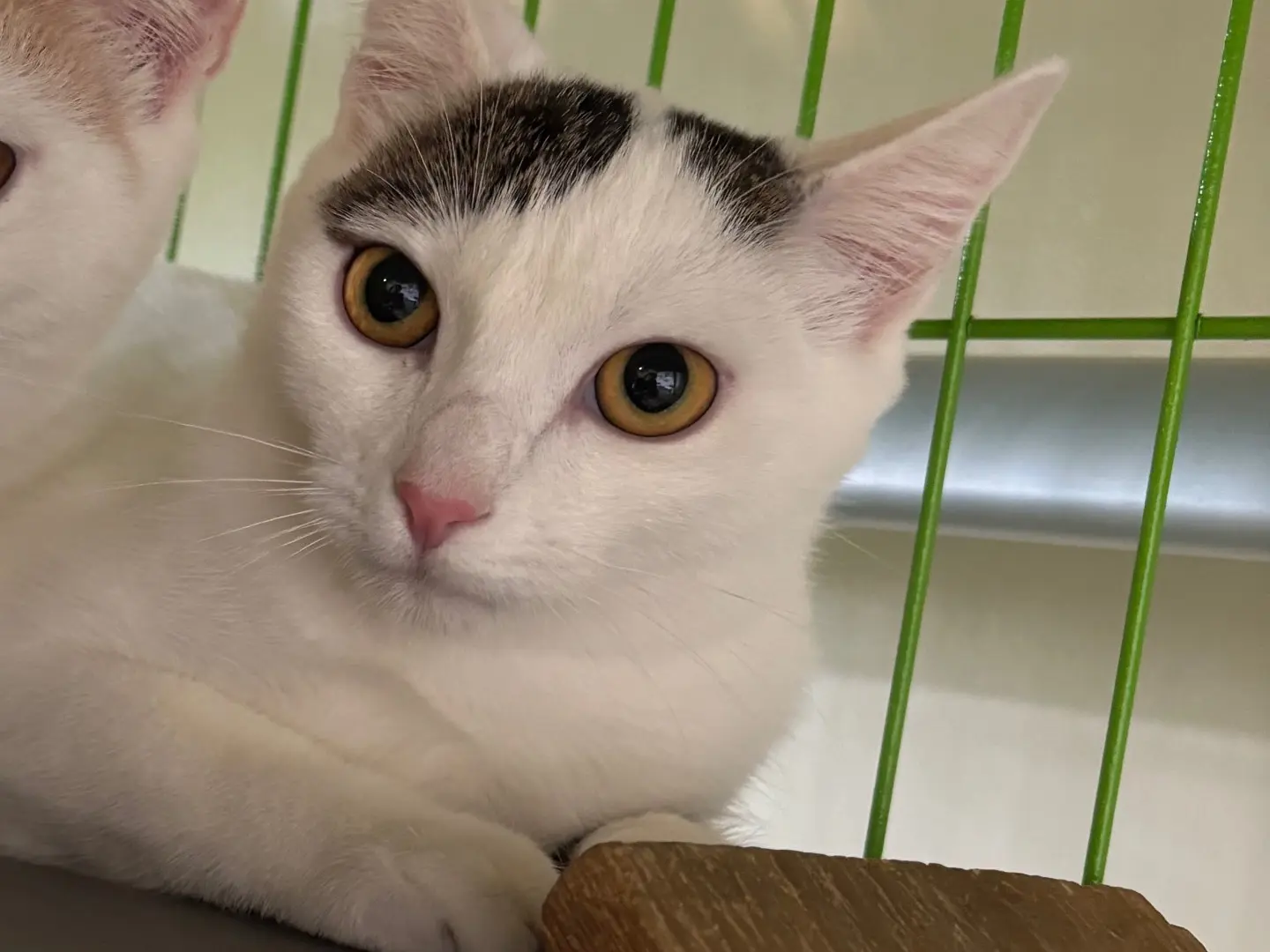 Adozione gatto, femmina, Razza sconosciuta Razza sconosciuta, 6 mesi, taglia non valida, Brescia