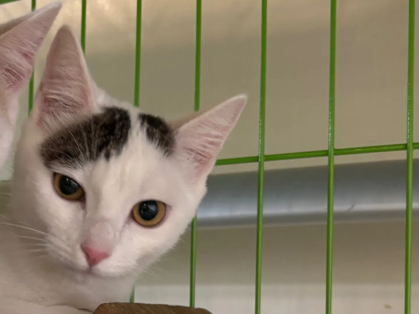 Adotta un gatto, femmina, 6 mesi, Brescia