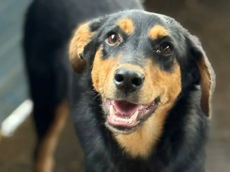 Adotta il cane LINDA a Firenze