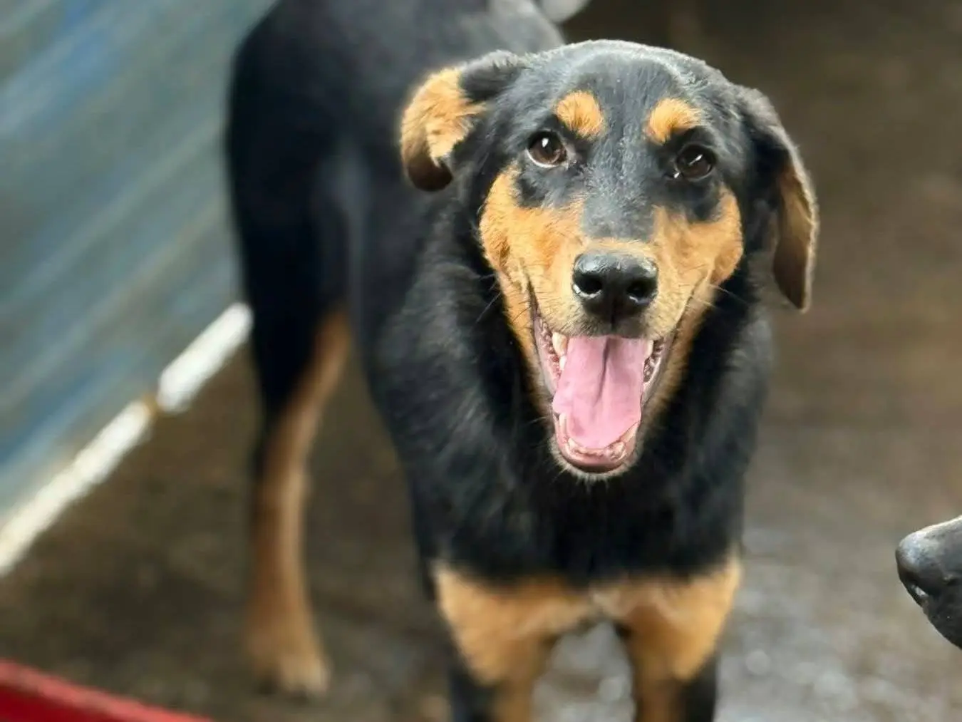Adotta un cane, taglia media contenuta, femmina, Firenze