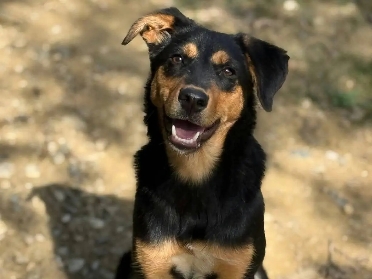 Adozione cane, femmina, Razza sconosciuta Razza sconosciuta, 6 mesi, taglia media contenuta, Firenze