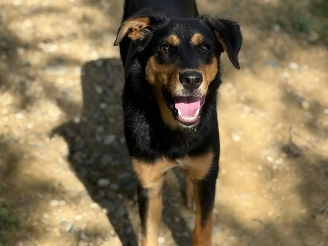 Adotta un cane, femmina, 6 mesi, Firenze