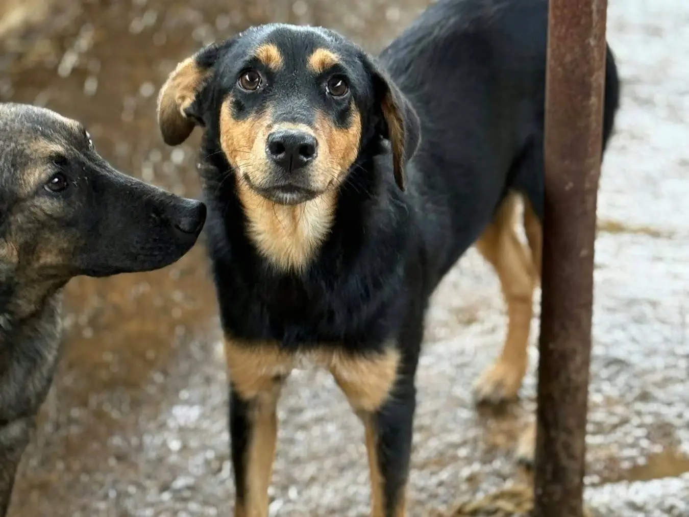 Vuoi adottare un cane a Firenze?