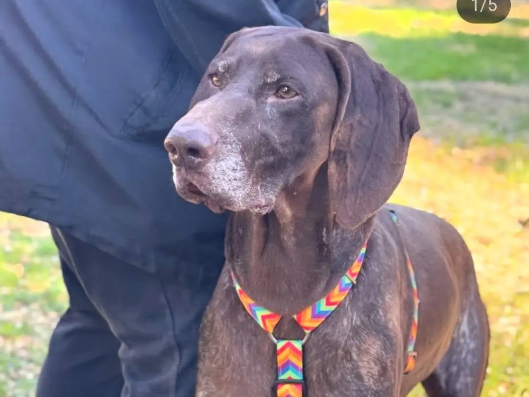 Vuoi adottare un cane a Lecce?