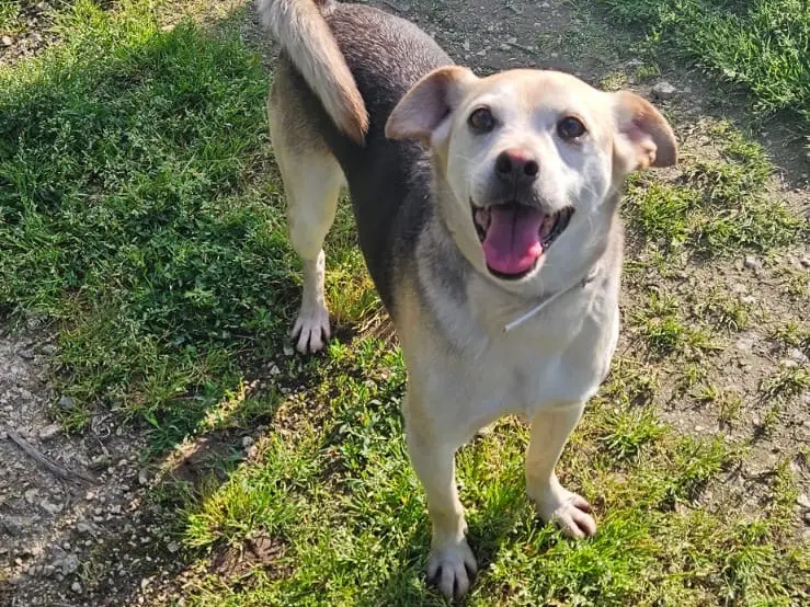 Adozione cane, maschio, Razza sconosciuta Razza sconosciuta, 8 anni e 7 mesi, taglia piccola, Avellino
