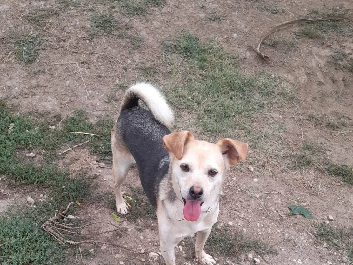 Adotta un cane, maschio, 8 anni e 7 mesi, Avellino
