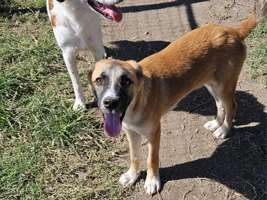 Adotta un cane, taglia media, maschio, Napoli