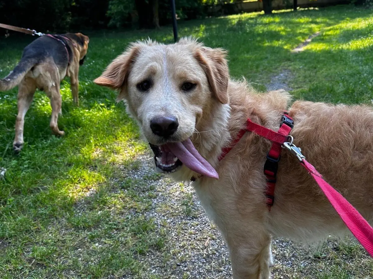 Adotta un cane, taglia grande, femmina, Milano